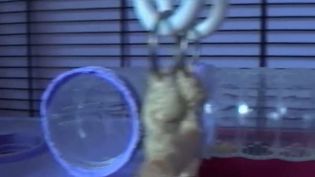 Hamster Cage Igor Fuchsia Cage Tour. смотреть онлайн