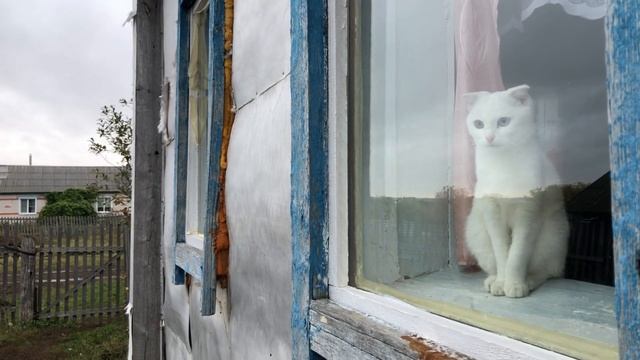cat looks out the window Autumn mood / cat video / rain / autumn смотреть онлайн