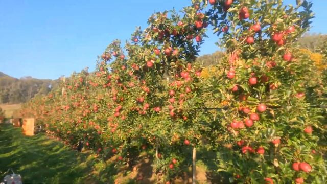 Picking Pink Lady Apple смотреть онлайн