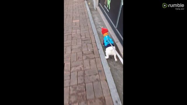 Jack Russell sees toy in store window, tries her best to go inside смотреть онлайн