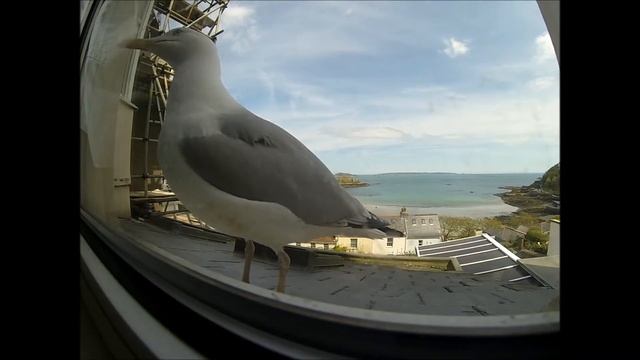 Gull Tapping on Window смотреть онлайн