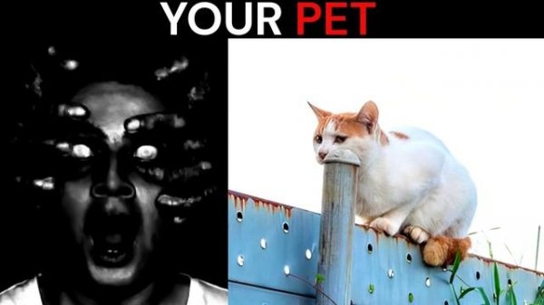 Mr Incredible Becoming Uncanny meme (Your pet) | 50+ phases