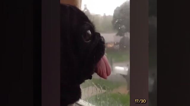 This is literally me when I see the food outside my window смотреть онлайн