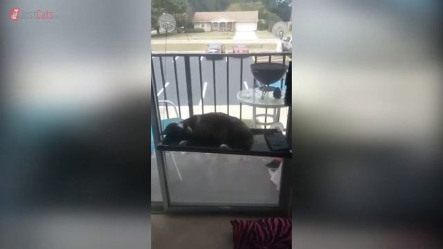 Ben Jump Review for Cat Window Bed смотреть онлайн