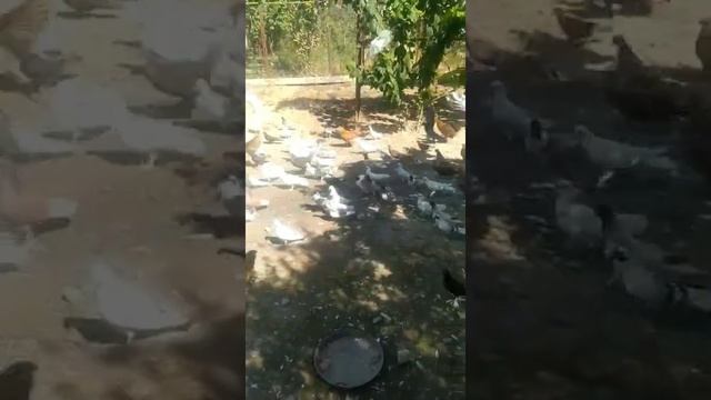 Голуби Азербайджана 🕊️🇦🇿🕊️.Агджабеди.