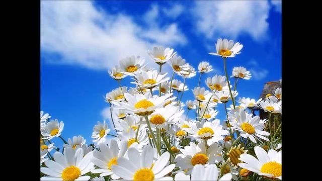 Let it be Spring смотреть онлайн