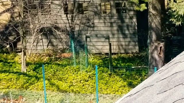 Baby foxes!!!!!!! смотреть онлайн