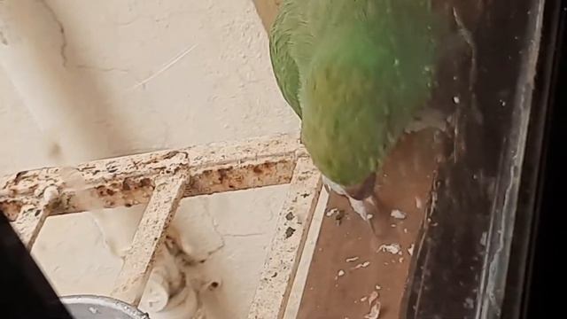 Parrot is asking Mommy to open the window he is Hungry смотреть онлайн