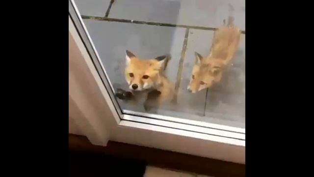 Cute baby fox ask to open the door смотреть онлайн