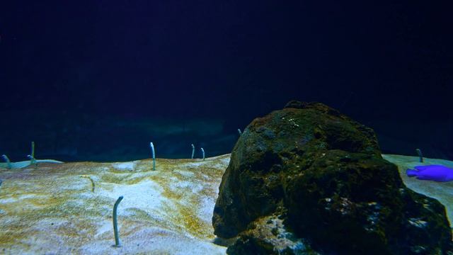 Best 4K HDR Aquarium - Perfect for relax Screensaver - Sequence 29 [1 Hour] смотреть онлайн