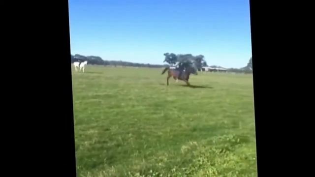 Укрощение строптивой Девушка послала коня а он её ушатал смотреть онлайн