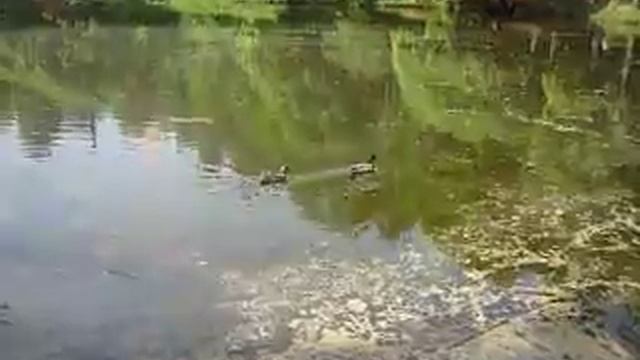 P1000239.MOV смотреть онлайн