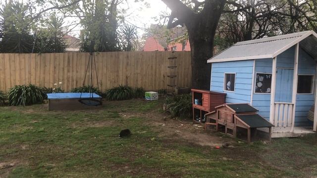 Window Swap - a backyard full of birds and a cute rabbit смотреть онлайн