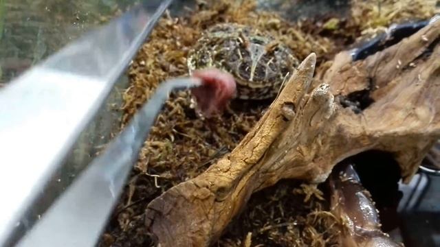 Кормление рогатки