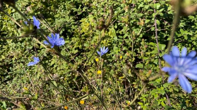 IPHONE 13 PRO MAX - ProRes 4k WITH FILMIC PRO - NATURE COLORS смотреть онлайн