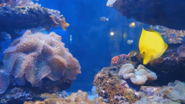 The Best 4K Aquarium for Relaxation Sleep Relax Meditation Music 4K UHD Screensaver смотреть онлайн