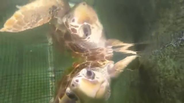 Green Sea Turtle 1-Windows Media File смотреть онлайн