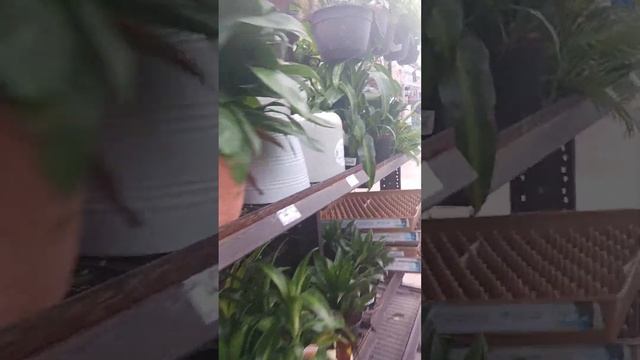 Window shop with me at Lowes gardener edition. #viral #windowshopping #gardening #beginnergarden смотреть онлайн