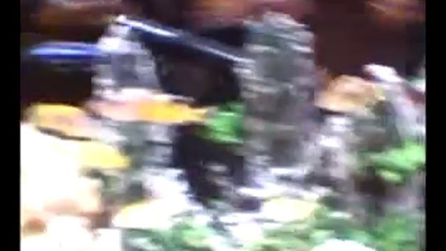 TANK 300 L CICLIDE AFRICANE смотреть онлайн