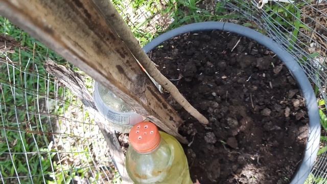 Philippine Apple Tree from seed | 1 year Old Fujie Apple Tree смотреть онлайн
