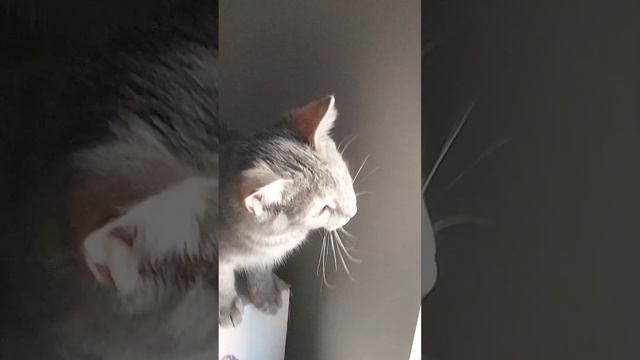 Tabitha Jazmin Jitterbug has her first open window experience смотреть онлайн