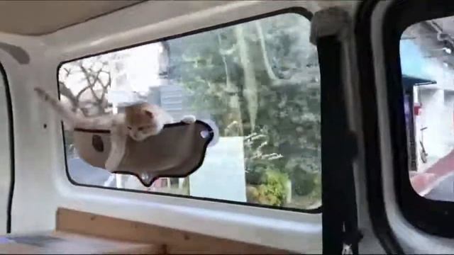 Window Mounted Cat Bed смотреть онлайн