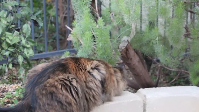 There's something hiding in the bushes! Fun cat video of a sneaky cat. смотреть онлайн
