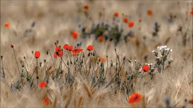 Música Para Relajar - Garden Of The Gods - Deuter