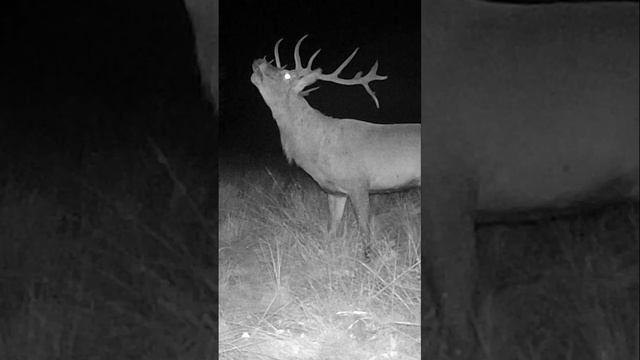 Рев оленя ночью смотреть онлайн