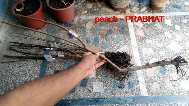 Unboxing hot climate Apple plants , Plum , peach plant смотреть онлайн