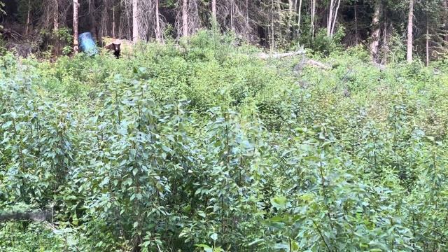 Black bear #4 of the season, .300 win mag-196g Hammer Hunter #hunting #bear #bullet смотреть онлайн