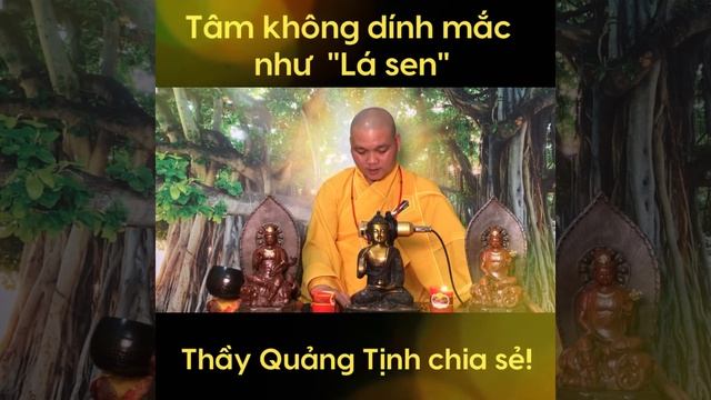Tâm không dính mắc như LÁ SEN - ĐĐ. Thích Quảng Tịnh смотреть онлайн