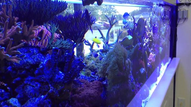 Display reef tank, under evening actinic lighting - Pure Reef, Atlanta смотреть онлайн