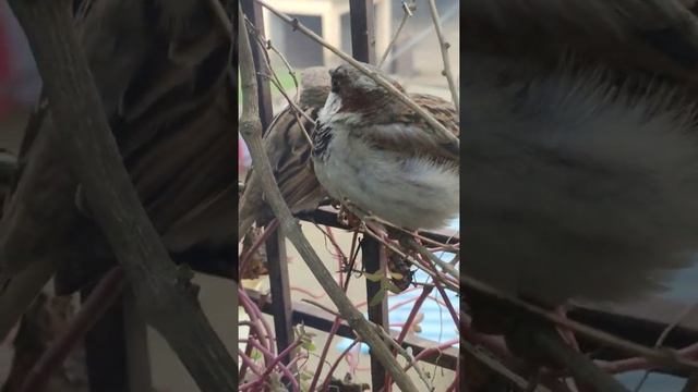 #bird on my window, feeling #cold смотреть онлайн