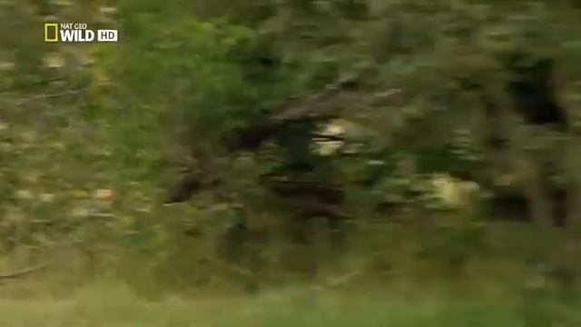 Botswana Lion Brotherhood Nat Geo WILD Reportage + Film Documentary