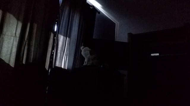 Jorah trying to look out my window смотреть онлайн