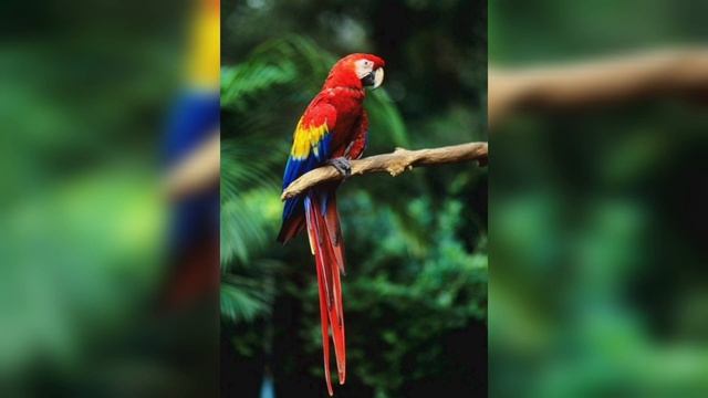 Scarlet Macaw Parrot, Most Beautiful Parrot смотреть онлайн