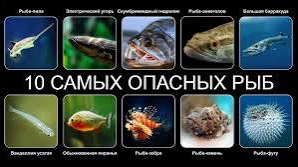 10 САМЫХ ОПАСНЫХ РЫБ В МИРЕ смотреть онлайн