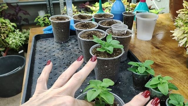 Как пересадить черенок петунии после укоренения. Формирую маточные кусты для зимнего черенкования. смотреть онлайн