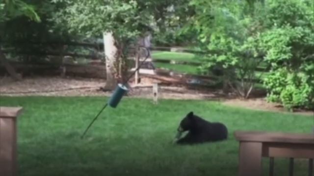 Bear Climbs Through Open Window Of Home In Boulder County, Eats Cat Food смотреть онлайн