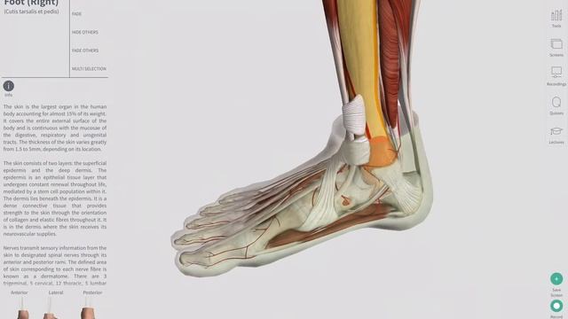Pulses of the lower limb | Complete Anatomy смотреть онлайн