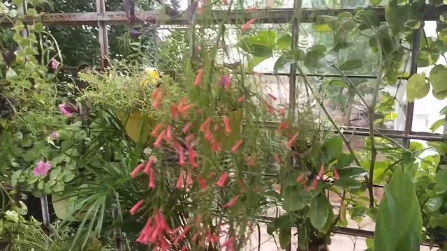 92-Morning Rain Tour Back balcony | Rainy Day Beautiful view смотреть онлайн