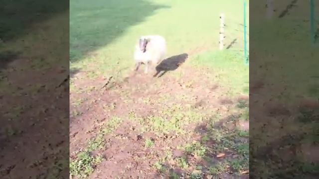 Playful Sheep Think They Are Dogs смотреть онлайн