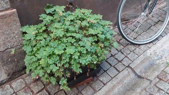 Flowers In The Windows at Cosy Gamla Stan Door | Learn about Swedish history смотреть онлайн