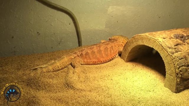 How Our Animals Stay Warm in Cooler Weather! смотреть онлайн
