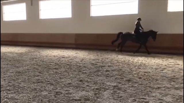 *130 JUMPER/HUNTER*MAC, 2012, gelding, CZWB, by Mannilon Rouge смотреть онлайн