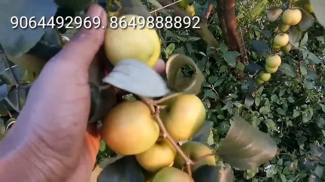 ball Sundari red apple ber plants farming /fruting смотреть онлайн