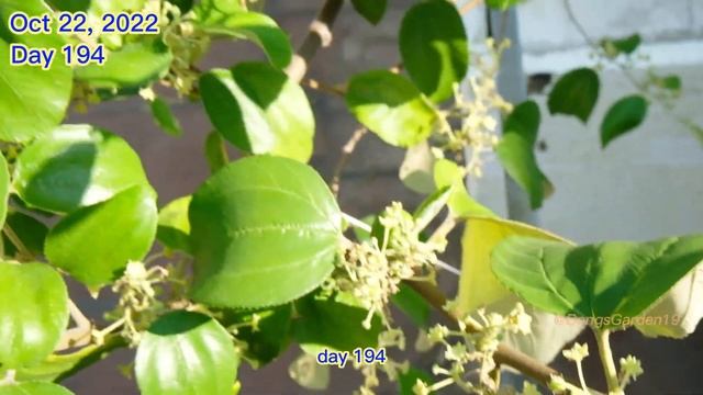 How To Grow Apple Tree From Store Bought Apple In Containers | Terrace Garden #5 смотреть онлайн