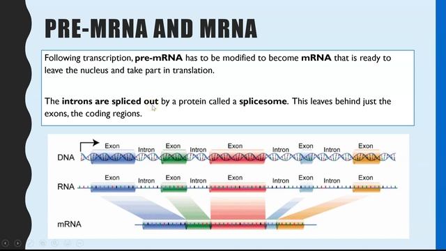 PROTEIN SYNTHESIS: A-level Biology. Transcription, translation and pre-mRNA modifications смотреть онлайн