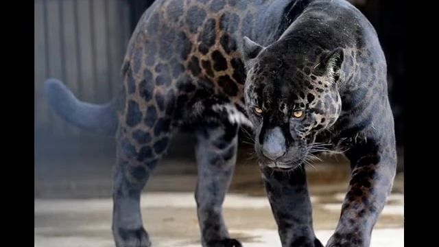Black Jaguar Tribute смотреть онлайн